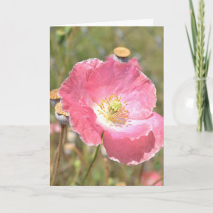 Pink Poppy and Fence Card