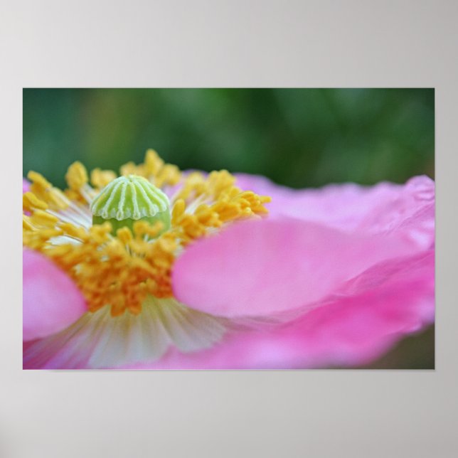 Pink Poppy Close Up Photographic Art Print (Front)