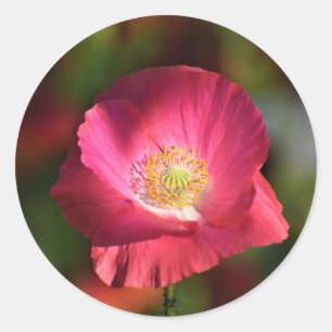 Pink Poppy in the Sunshine Photograph Classic Round Sticker