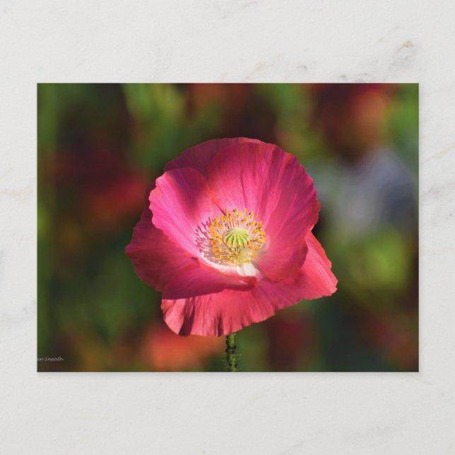 Pink Poppy in the Sunshine Photograph Postcard (Front)