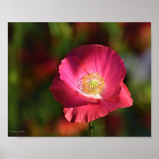 Pink Poppy in the Sunshine Photograph Poster (Front)