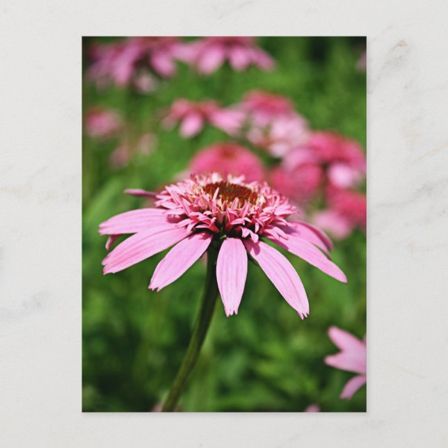 Pink Postcard (Front)