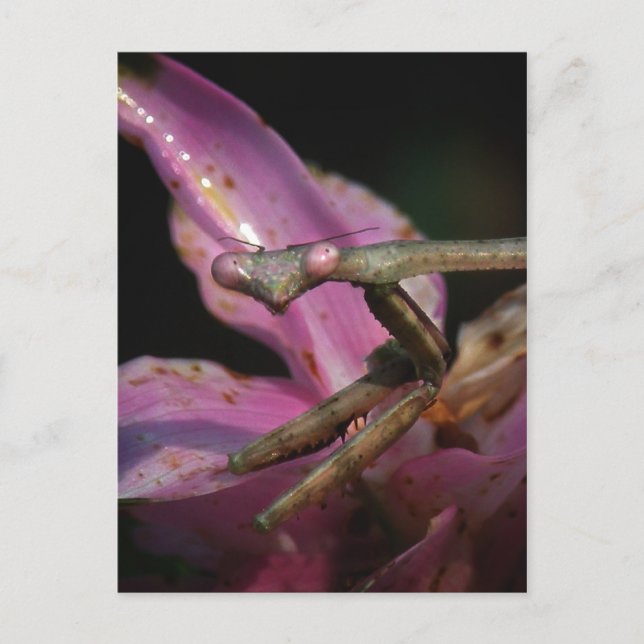 Pink Praying Mantis Postcard (Front)