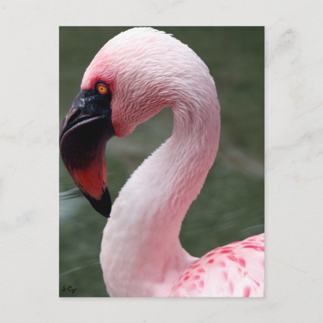 Pink Profile Postcard (Front)