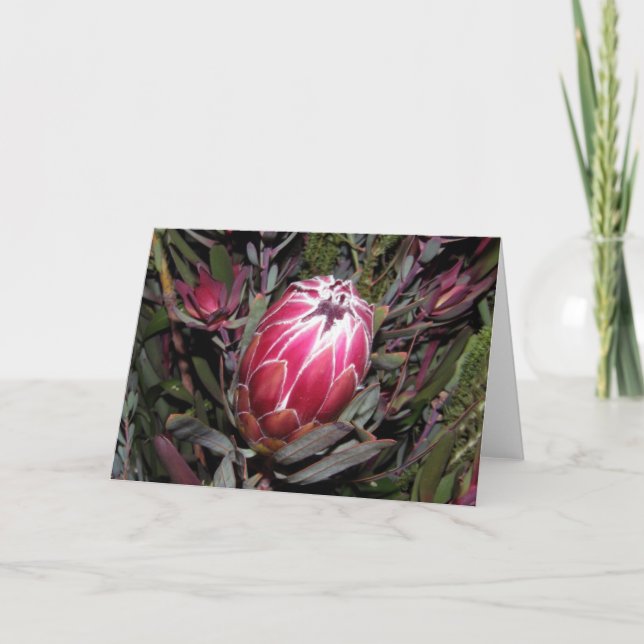 Pink Protea Flower Card (Front)
