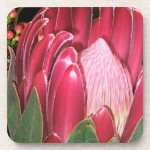 Pink Protea Flower Coaster