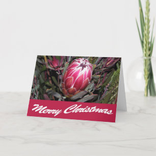 Pink Protea Flower Merry Christmas Card