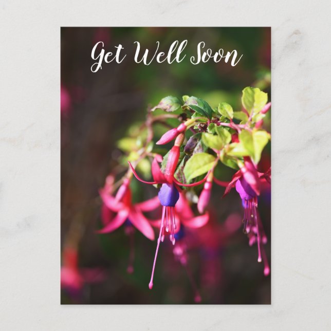 Pink Purple Colourful Fuchsia Flower Get Well Soon Holiday Postcard (Front)