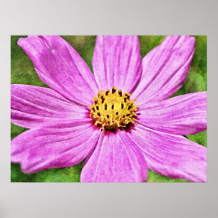 Pink Purple Cosmos Flower Photographic Art Print