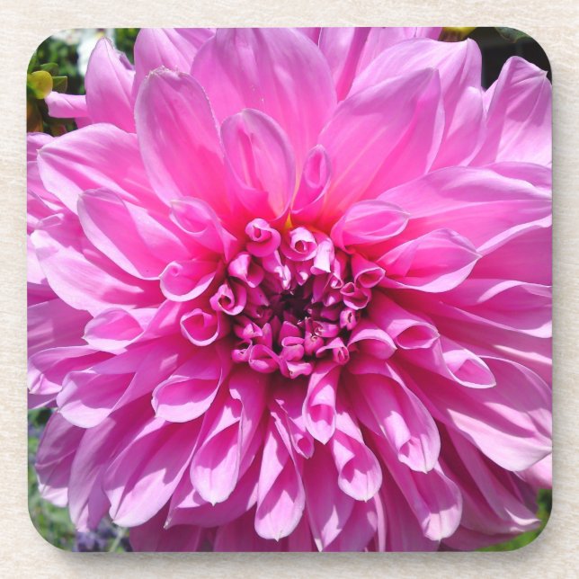 Pink Purple Dahlia Flower Coaster (Front)