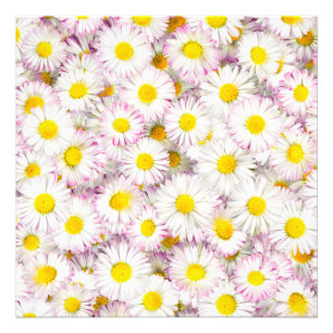 Pink Purple Daisy Flower Pattern Photo Print