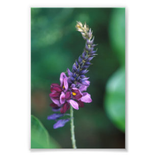 Pink Purple Flower on Flowering Kudzu Photo Print