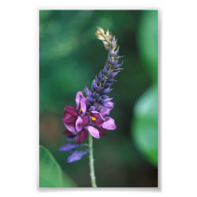 Pink Purple Flower on Flowering Kudzu Photo Print (Front)