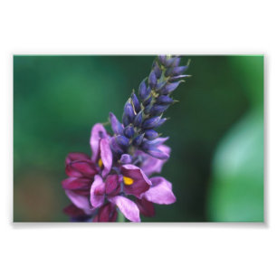 Pink Purple Flower on Flowering Kudzu Photo Print