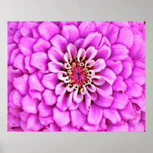 Pink Purple Flower Petal Burst Photographic Art Poster