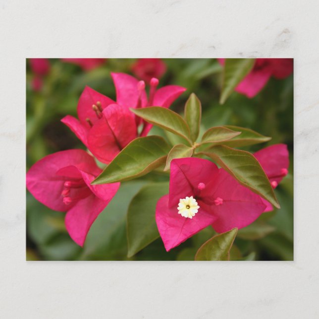 pink/purple flower postcard (Front)