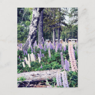 Pink Purple Lilac Lupins New Zealand   Photography Postcard