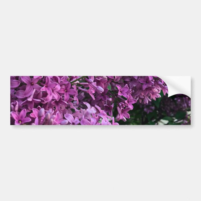 Pink purple lilacs | romantic pink floral photo bumper sticker (Front)