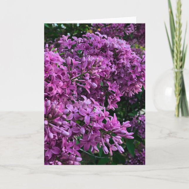 Pink purple lilacs | romantic pink floral photo card (Front)