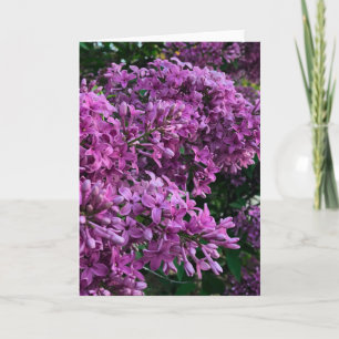 Pink purple lilacs   romantic pink floral photo card