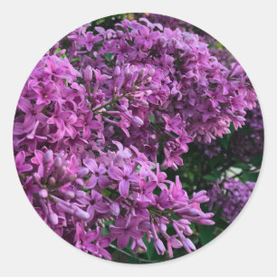 Pink purple lilacs romantic pink floral photo classic round sticker