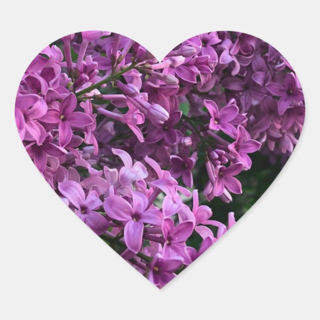 Pink purple lilacs | romantic pink floral photo heart sticker (Front)