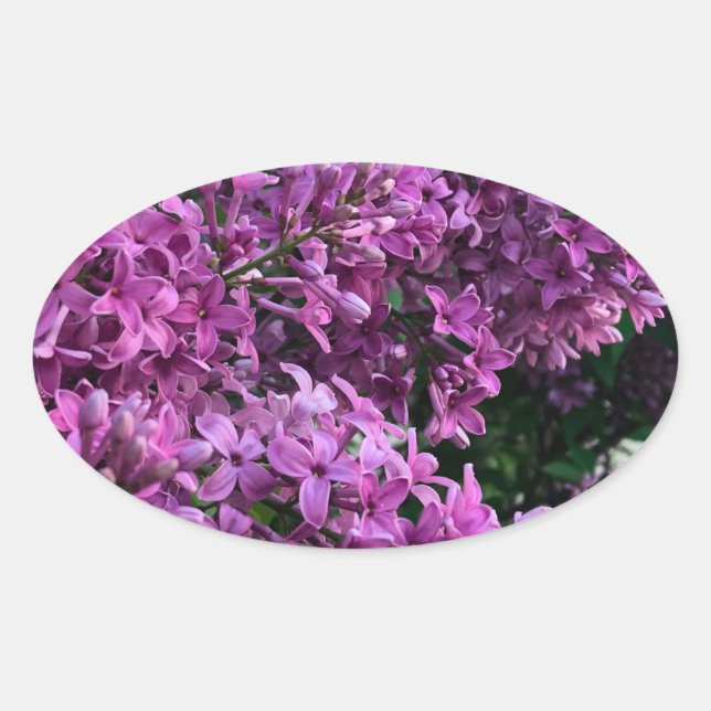 Pink purple lilacs | romantic pink floral photo oval sticker (Front)