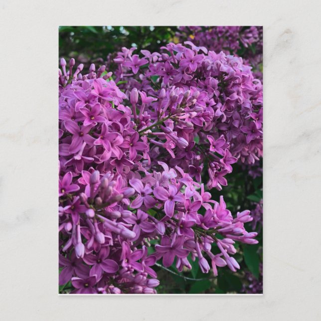 Pink purple lilacs | romantic pink floral photo postcard (Front)