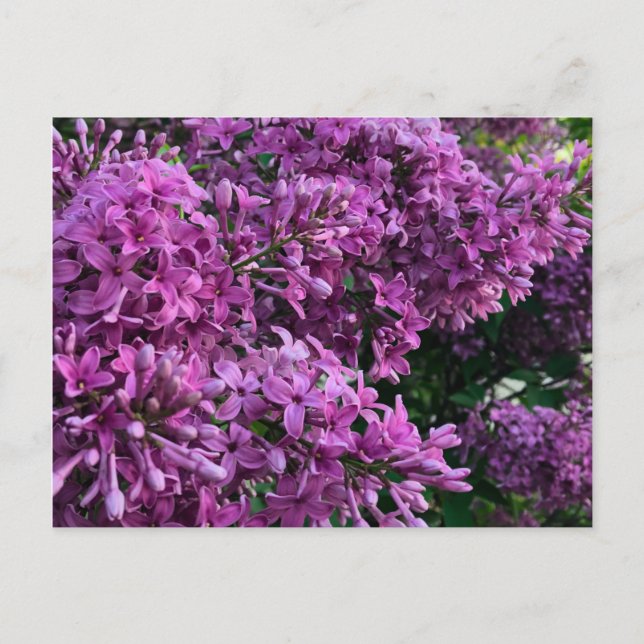 Pink purple lilacs | romantic pink floral photo postcard (Front)