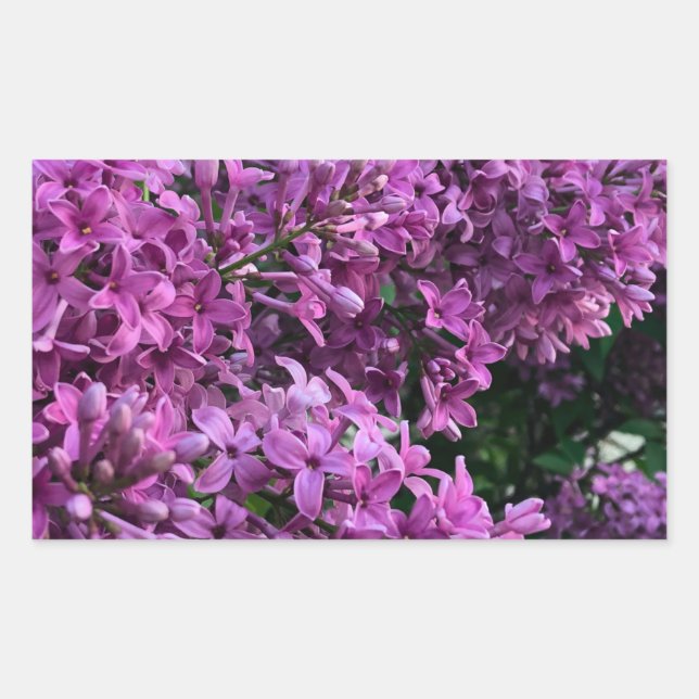 Pink purple lilacs | romantic pink floral photo rectangular sticker (Front)