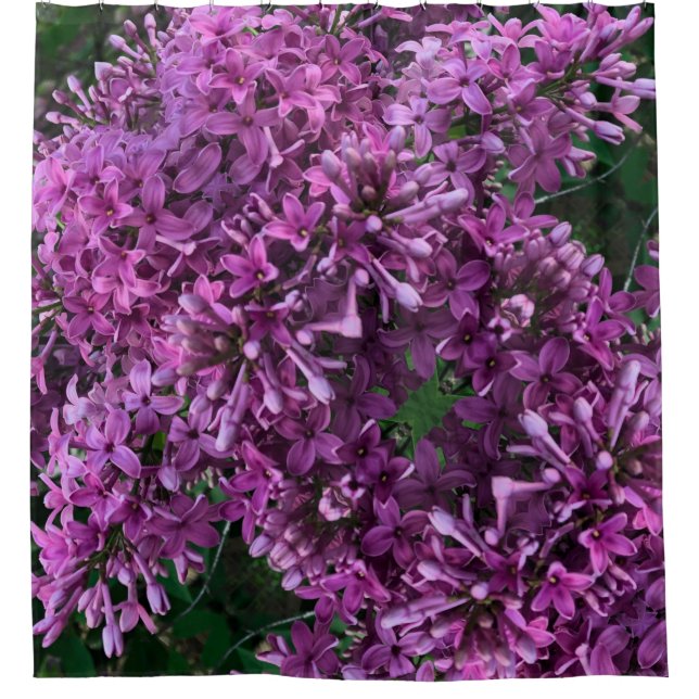 Pink purple lilacs | romantic pink floral photo shower curtain (Front)