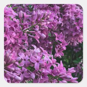 Pink purple lilacs   romantic pink floral photo square sticker