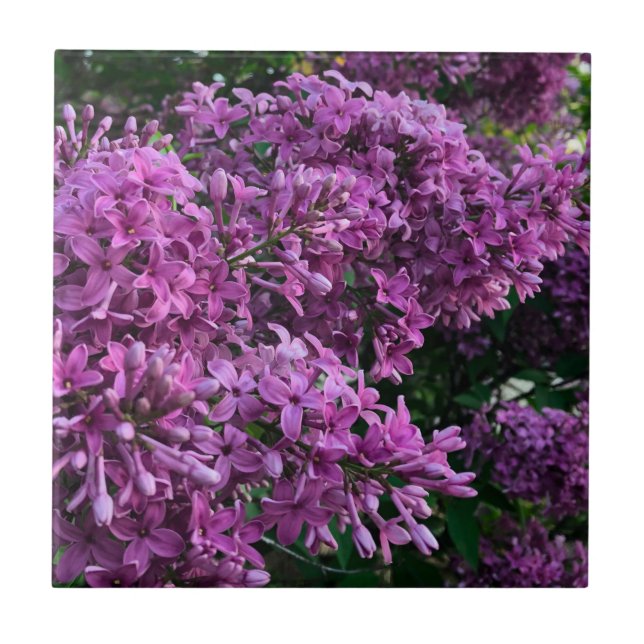Pink purple lilacs | romantic pink floral photo tile (Front)