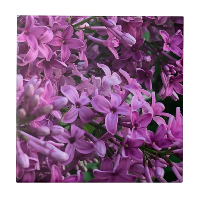 Pink purple lilacs | romantic pink floral photo tile (Front)