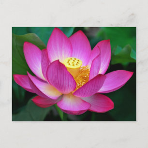 Pink Purple Lotus Flower Blank Floral Postcard