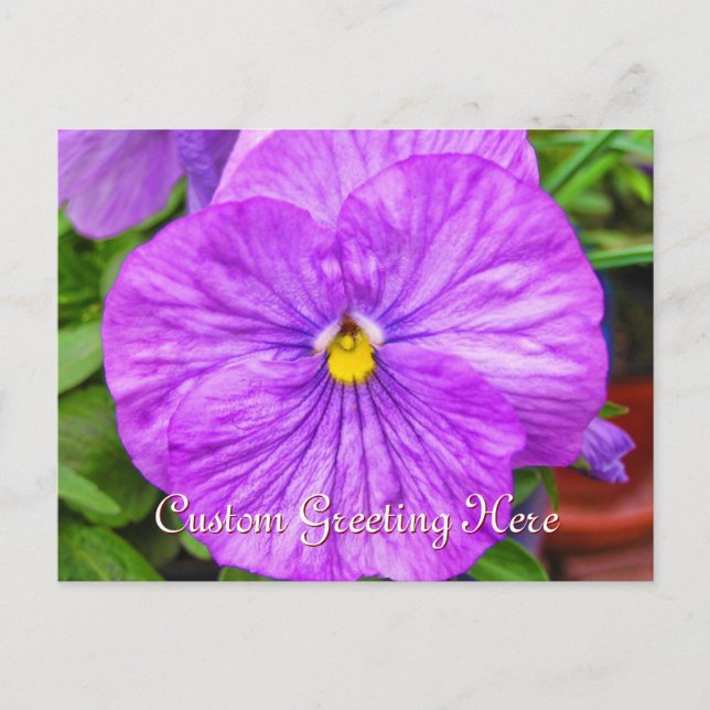 Pink Purple Pansy Flower Postcard (Front)