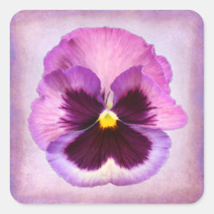 Pink Purple Pansy Flower Square Sticker