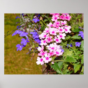 Pink purple Phlox flowers Poster or Print