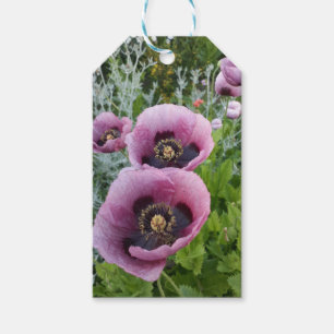 Pink Purple Poppies Mauve Purple Flower Gift Tags