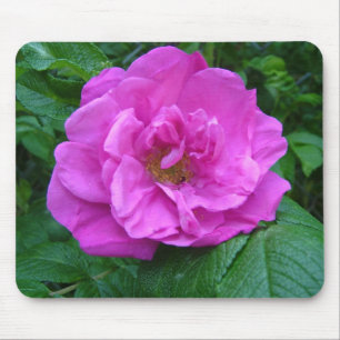 pink, purple rose flower mouse mat
