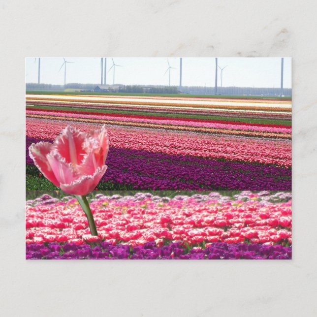 Pink Purple Tulips Field & Pink Tulip DIY Postcard (Front)