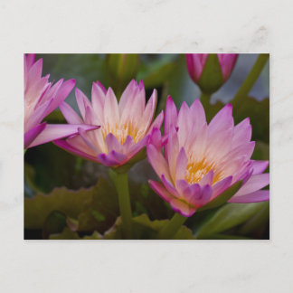 Pink Purple water lilies postcard