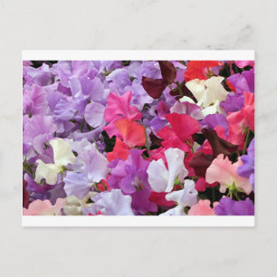 Pink, purple & white Sweet pea flowers in bloom Postcard
