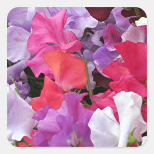 Pink, purple & white Sweet pea flowers in bloom Square Sticker
