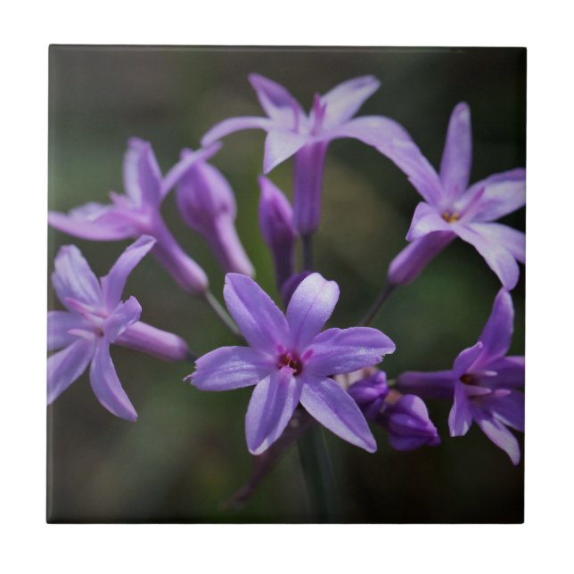 Pink Purple Wild Garlic Flowers Floral Tile (Front)