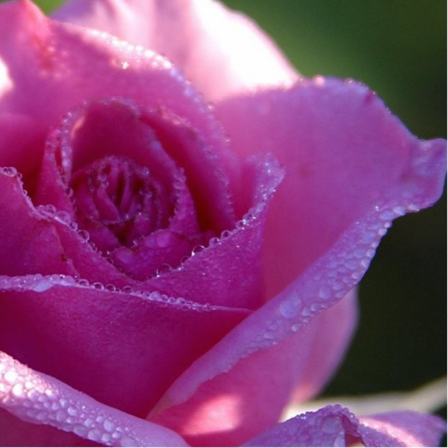 Pink Raindrop Rose Flower Magnets Photo Sculpture Magnet (Front)