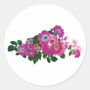 Pink Rambler Rose Classic Round Sticker