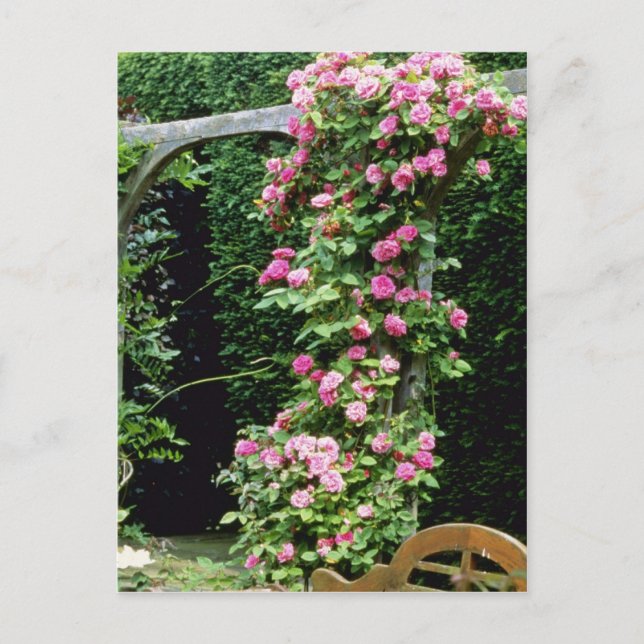 Pink Rambler Rose Francoise Juranville Over Pergol Postcard (Front)