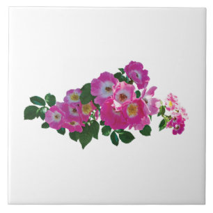 Pink Rambler Rose Tile