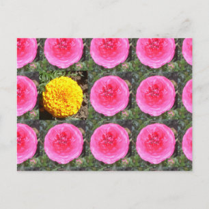 Pink Ranunculus and Yellow French Marigold Postcard